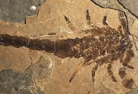 Fóssil revela um dos maiores escorpiões da história da Terra
