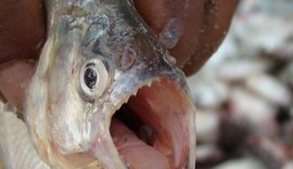 Novo ataque de piranhas acontece em Pão de Açúcar