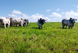 Catálogo com lotes do Leilão Reprodutores Provados já está disponível na Agreste Leilões
