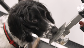 Cientistas treinam cães para identificar câncer pelo faro