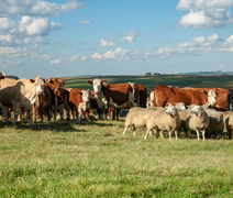 Carne bovina é um dos principais produtos pecuários nas exportações brasileiras