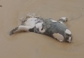 Elefante-marinho encontrado em Jequiá da Praia estaria partido ao meio