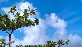 VÍDEO: elefante-marinho surpreende e aparece na Ponta Verde, em Maceió