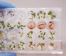 Agricultura: Pesquisadores identificam substância inédita e promissora para o desenvolvimento de novos bioinsumos