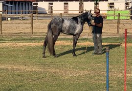 71ª Expoagro/AL: Shopping Mangalarga Marchador oferta mix variado de animais