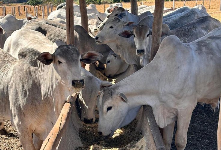 MDA financia transferência de embriões na agricultura familiar