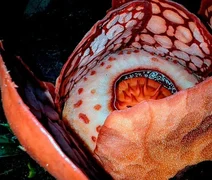 Flor gigante raríssima é encontrada em Sumatra após 13 anos de buscas