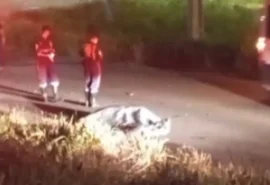 Colisão com vaca causa a morte de motociclista na AL-485