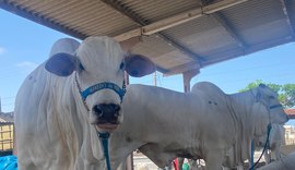 Confira a programação desta segunda-feira (25) na 71ª edição da Expoagro/AL