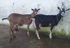 Expoalagoas Genética receberá Torneio Leiteiro Caprino da Agricultura Familiar