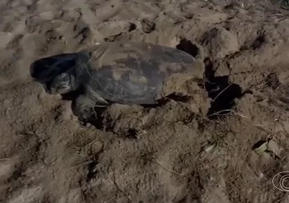 Praia de desova de tartarugas terá regras duras no Carnaval