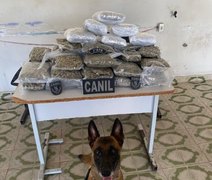 Polícia apreende mais de 10 kg de maconha dentro de ônibus em Arapiraca