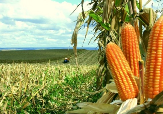 25% da produção de milho do estado vem de Arapiraca, afirma engenheiro Agrônomo
