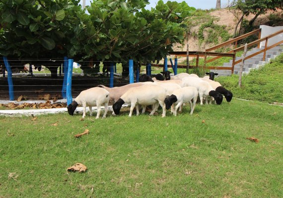 Telão no Parque da Pecuária irá acompanhar Leilão Pé na Areia