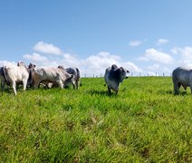 Catálogo com lotes do Leilão Reprodutores Provados já está disponível na Agreste Leilões