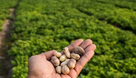 Dia de Campo propõe revitalização de culturas na agricultura familiar