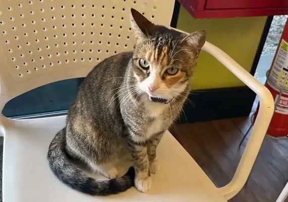Academia se manifesta após maus-tratos à gata por ex-funcionários