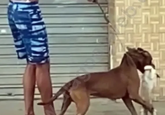 Homem que passeava com pitbull e matou gato é denunciado pelo Ministério Público