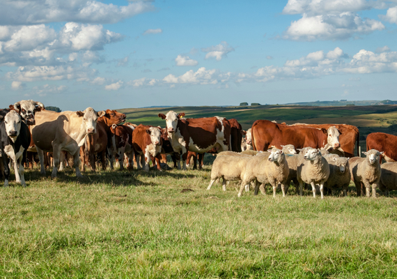 Carne bovina é um dos principais produtos pecuários nas exportações brasileiras