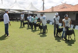 Campeonato Brasileiro Santa Inês já conta com 400 animais inscritos