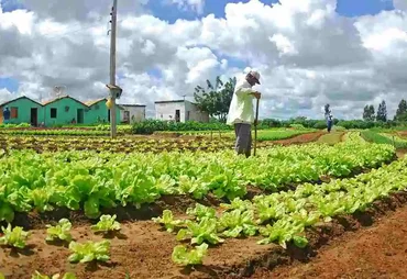 União dos Palmares abre edital de R$ 207 mil para agricultura familiar