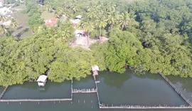 Mortes de peixes-boi em Alagoas acendem alerta de contaminação na base de conservação