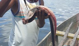 Peixes morreram por intoxicação na Lagoa Mundaú, aponta análise