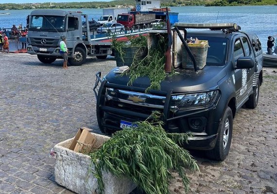 Plantação de maconha com 85 pés é descoberta em Penedo; homem foi preso