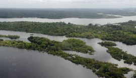 Edital para contratar empresas que monitorem desmatamento é lançado pelo Ibama