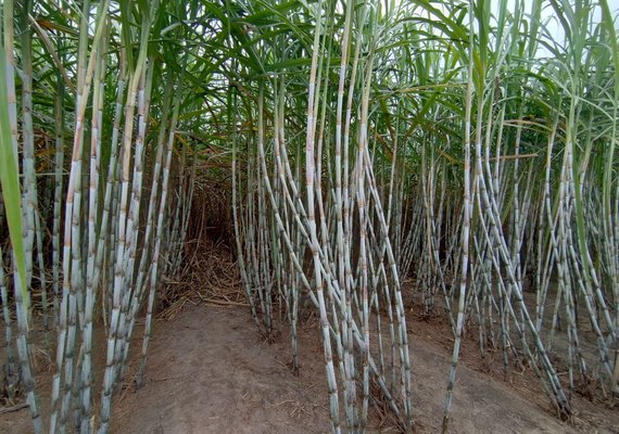 Variedade RB08791 conquista canaviais de AL