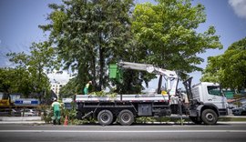 Alurb realiza mais de 2.800 podas e supressões de árvores em Maceió