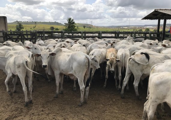 Alagoas atinge cobertura de 97% na primeira etapa de Vacinação contra aftosa