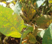 Inicia em janeiro o período de vazio sanitário na produção de soja em Alagoas