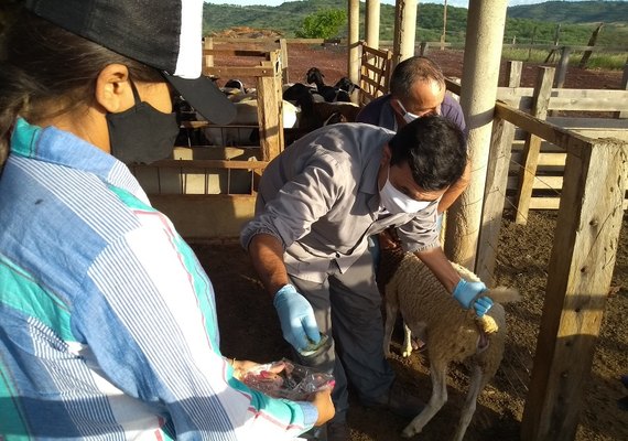 Caravana apresentará resultados de inovação para caprinocultura e ovinocultura no Semiárido brasileiro