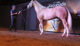 14º Leilão Vaquejada e Trabalho disponibiliza 48 lotes