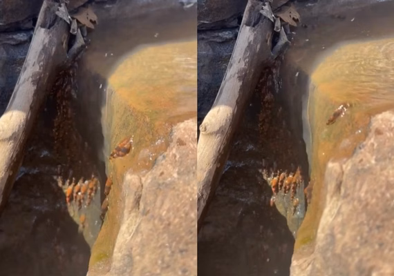 Cientistas brasileiros registram peixes raros “escalando” cachoeiras