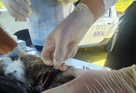 Adeal realiza coleta de sangue em aves para análise em Alagoas
