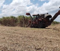Levantamento mostra que usinas alagoanas produziram mais de 465 mil toneladas de açúcar