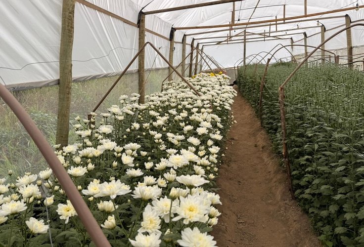 Colheita inédita de crisântemos reforça potencial da Zona da Mata para a floricultura