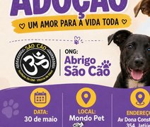 Abrigo São Cão promove feira de adoção para cães na Jatiúca