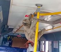 Bicho-preguiça é visto dentro de coletivo em Maceió e viraliza nas redes