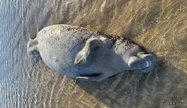 Peixe-boi é encontrado morto em Maragogi
