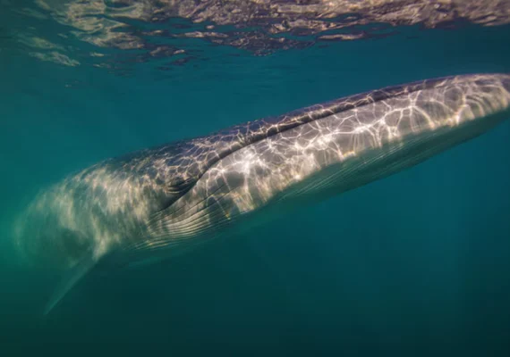 Após 100 anos, espécie de baleia volta a aparecer na costa da Argentina