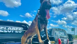 Com ajuda de cães farejadores, PM apreende 40 kg de drogas no interior de AL