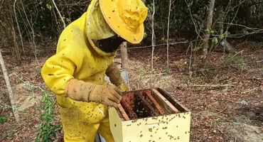 Sebrae lança projeto que vai impulsionar apicultura e meliponicultura no Sul de Alagoas