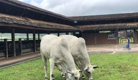 Varrela Pecuária assegura produtividade bovina através da biotecnologia