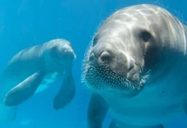 MPF cobra explicações sobre mortes de peixes-boi em Porto de Pedras e amplia investigação sobre contaminação