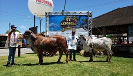 Último dia de Expoagro/AL contará com leilão no Parque da Pecuária