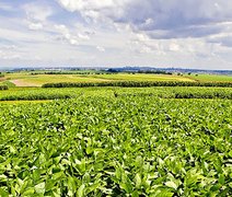 Nova soja convencional combina produtividade e controle de plantas daninhas