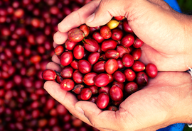 Recuperação produtiva nas lavouras de café em 2023